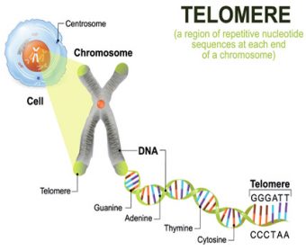 TELOMERE