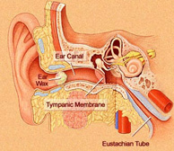 Ear Wax
