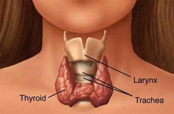 Graves'  Disease and Hyperthyroidism