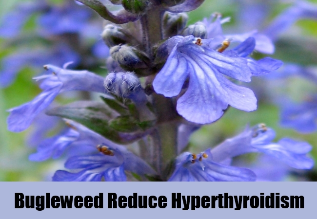 bugleweed-reduce-hyperthyroidism
